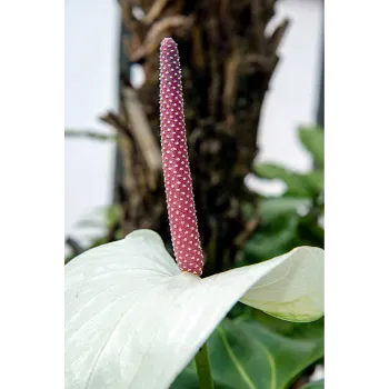 Natural Anthurium 